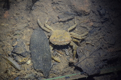 Parathelphusa maculata