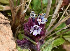 Anchusa variegata