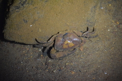 Parathelphusa maculata