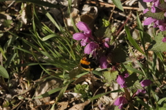 Bombus argillaceus