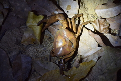 Parathelphusa maculata