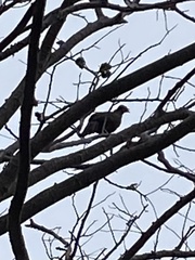 Ortalis poliocephala