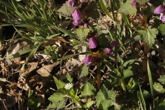 Bombus argillaceus