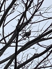 Ortalis poliocephala