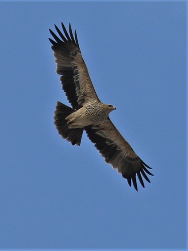Aigle impérial, jeune