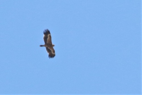 Aigle des steppes, jeune