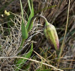 Fritillaria graeca