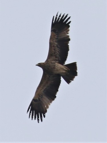 Aigle impérial, jeune