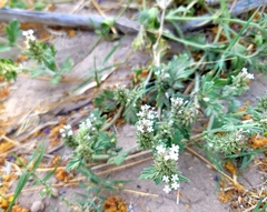 Glandularia quadrangulata