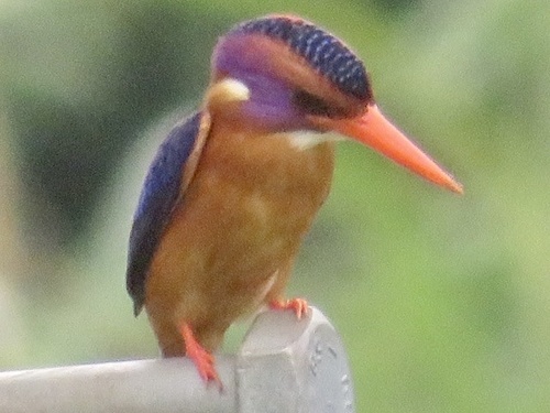 African Pygmy Kingfisher