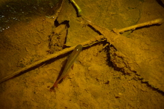 Aplocheilus lineatus