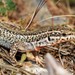 Erhard's Wall Lizard - Photo (c) Σάββας Ζαφειρίου (Savvas Zafeiriou), some rights reserved (CC BY-NC), uploaded by Σάββας Ζαφειρίου (Savvas Zafeiriou)