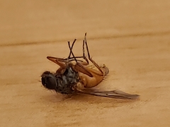 Diptera