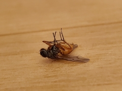 Diptera