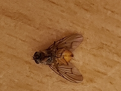 Diptera