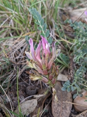 Astragalus incanus incanus