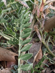 Astragalus incanus incanus