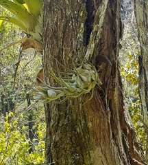 Tillandsia seleriana
