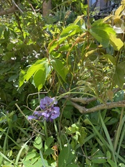 Wisteria