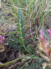 Astragalus incanus incanus