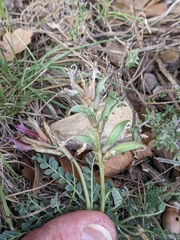 Astragalus incanus incanus