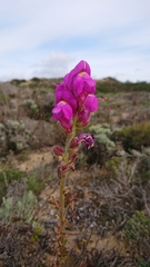 Antirrhinum majus