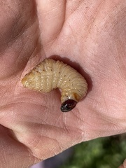 Cactophagus spinolae