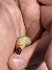 Cactophagus spinolae