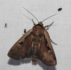 Parabagrotis formalis
