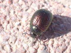 Chrysolina cretica