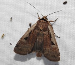 Parabagrotis formalis