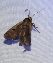 Parabagrotis formalis