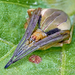 Difoliate Orbweaver - Photo (c) Eduardo Axel Recillas Bautista, some rights reserved (CC BY-NC), uploaded by Eduardo Axel Recillas Bautista