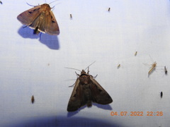 Parabagrotis formalis