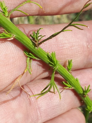 Baccharis ulicina