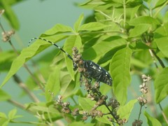 Anoplophora chinensis