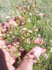 Baccharis ulicina