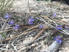 Penstemon caespitosus