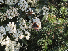 Vanessa atalanta