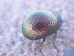 Chrysolina cretica