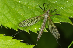 Tipula varipennis