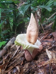 Amorphophallus prainii