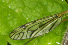 Tipula varipennis