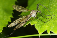 Tipula varipennis