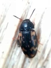 Mycetophagus atomarius