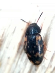 Mycetophagus atomarius
