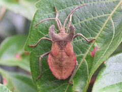 Menenotus lunatus