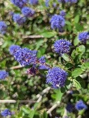 Ceanothus lemmonii