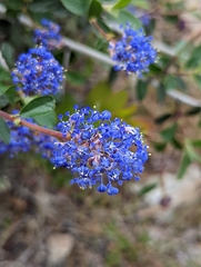 Ceanothus lemmonii