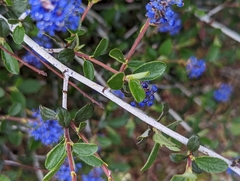 Ceanothus lemmonii